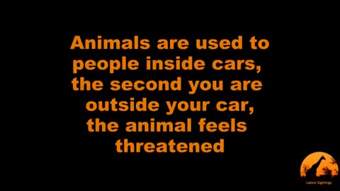 Lion Shows Tourists Why You Must Stay Inside Your Car - Latest Wildlife Sightings