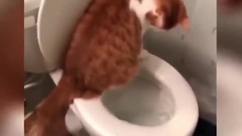 FUNNY CAT MOMENTS 😂😂