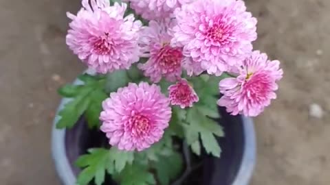 how to take lot of flowering on guldaberry plant #shorts #garden