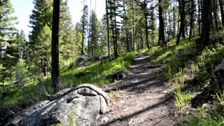 walk in forest 2