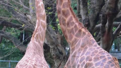 Excuse me, show me a giraffe