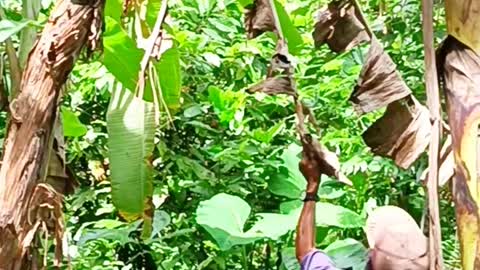 Banana picking