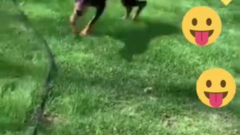 Funniest Cats And Dogs Video 150
