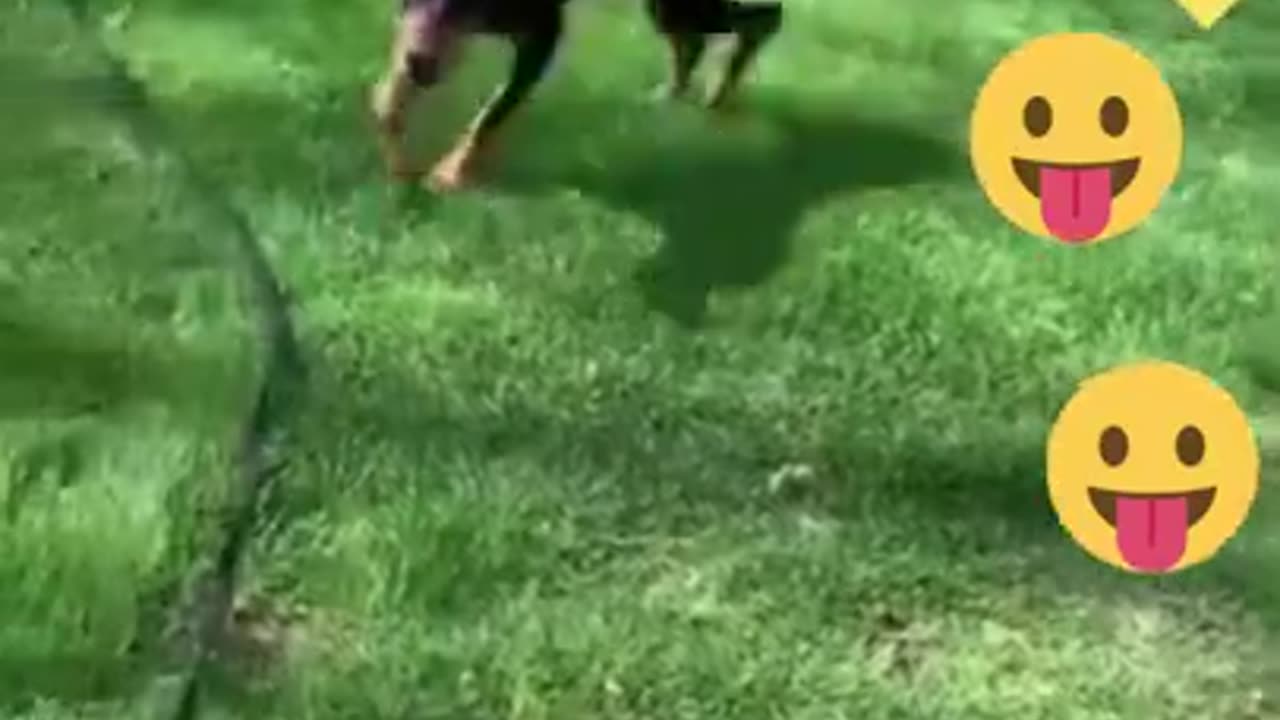 Funniest Cats And Dogs Video 150