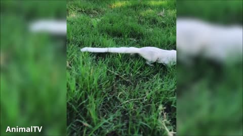 SUGAR GLIDERS Flying Funny Cute Compilation