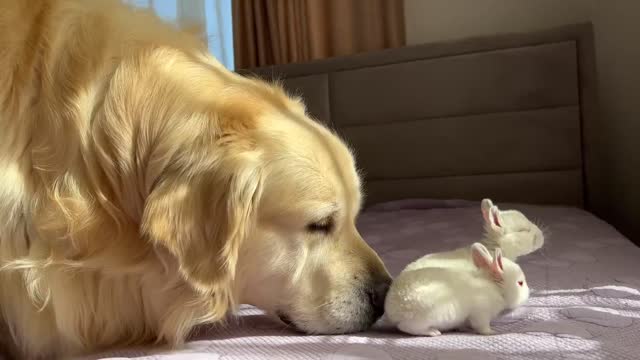 Golden Retriever Meets Tiny Bunnies for the First Time