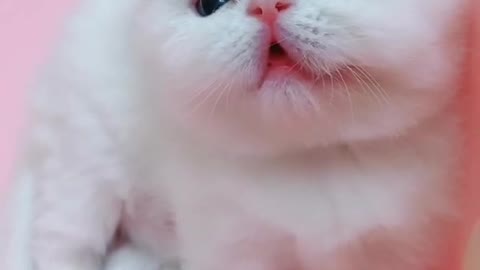 OMG So Cute Cats ♥ Best Funny Cat ❤️🐈Videos 2021 #shorts