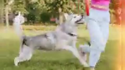 Best possible way to train your dog🐶🐶