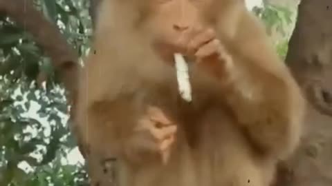Funny Monkey video clips