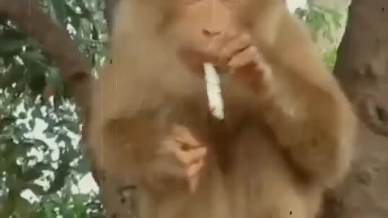 Funny Monkey video clips