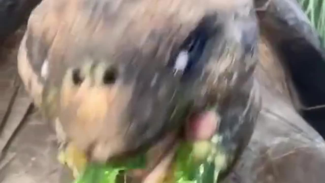 Funny videos whit animals🤣🤣