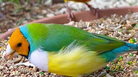 Gouldian Finch, Weaver Bird, Parrotfinch | Aviary Birds