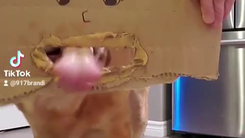 Funny Dog