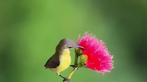 Smallest Bird