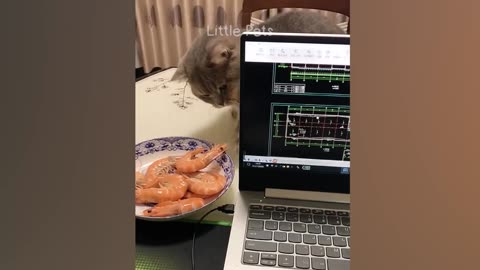 Funniest animals October 2023