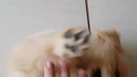 Belly rub