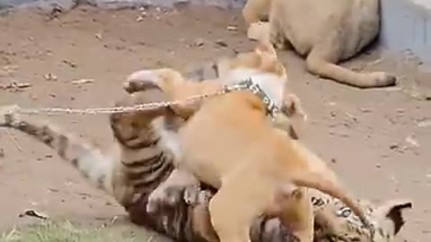 Dog Playing With Tiger_