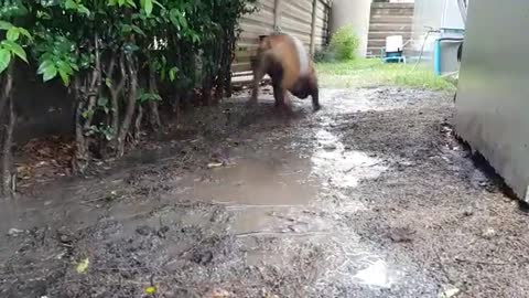 Bulldog Inglés se divierte en un día lluvioso