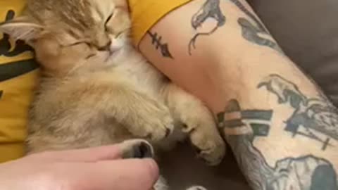 Baby british short hair kitten getting foot massage.