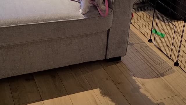Maui Jumping