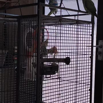 George and Billy chilling out