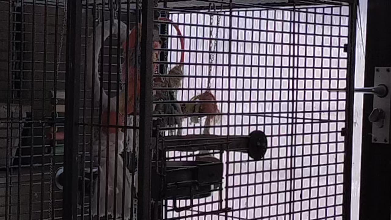 George and Billy chilling out