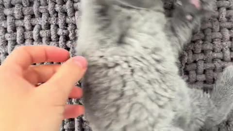 CUTE CATS