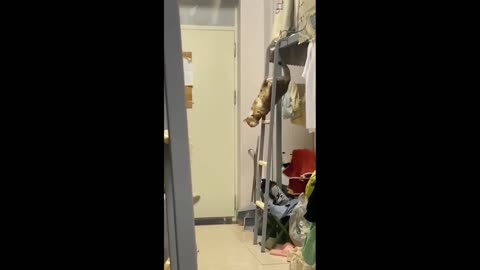 Cat falls from ladder | funny cat video