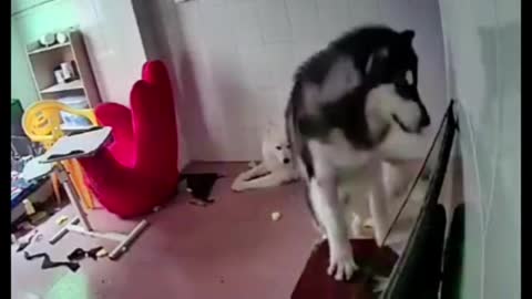 Dog curiosity