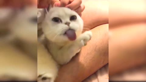 Funny Cat Video Sweet Funny Cat Viral Video