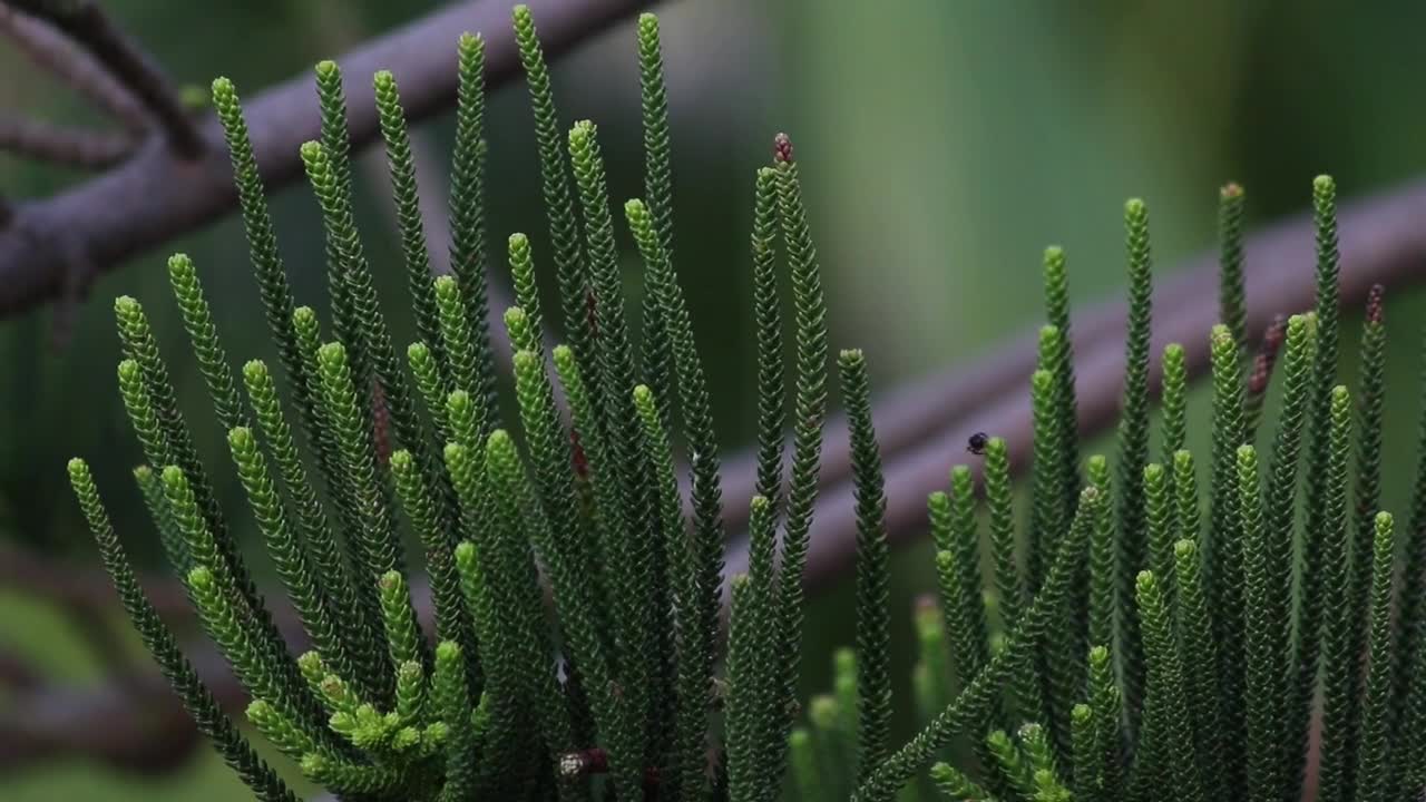 Nature Animal Plant Grass Green Forest Landscape 🌴🌴🌴🌴