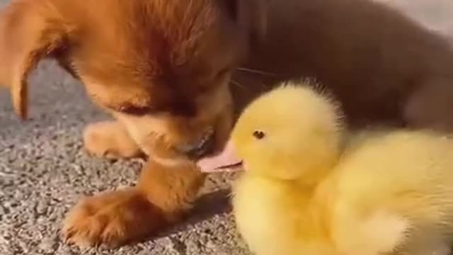 Cute puppy and cute duck