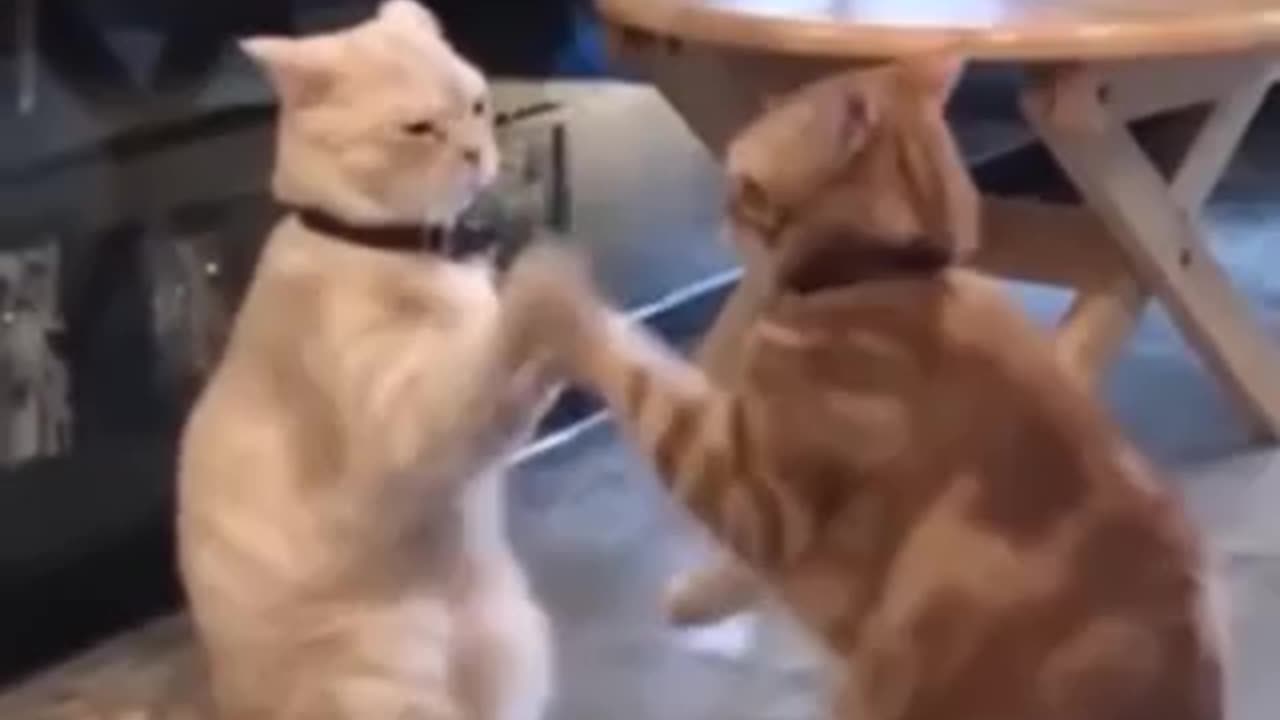 Funny cat Playing
