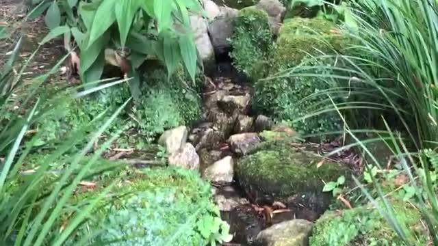 Small stream near the bamboo forest