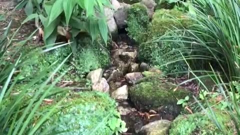 Small stream near the bamboo forest