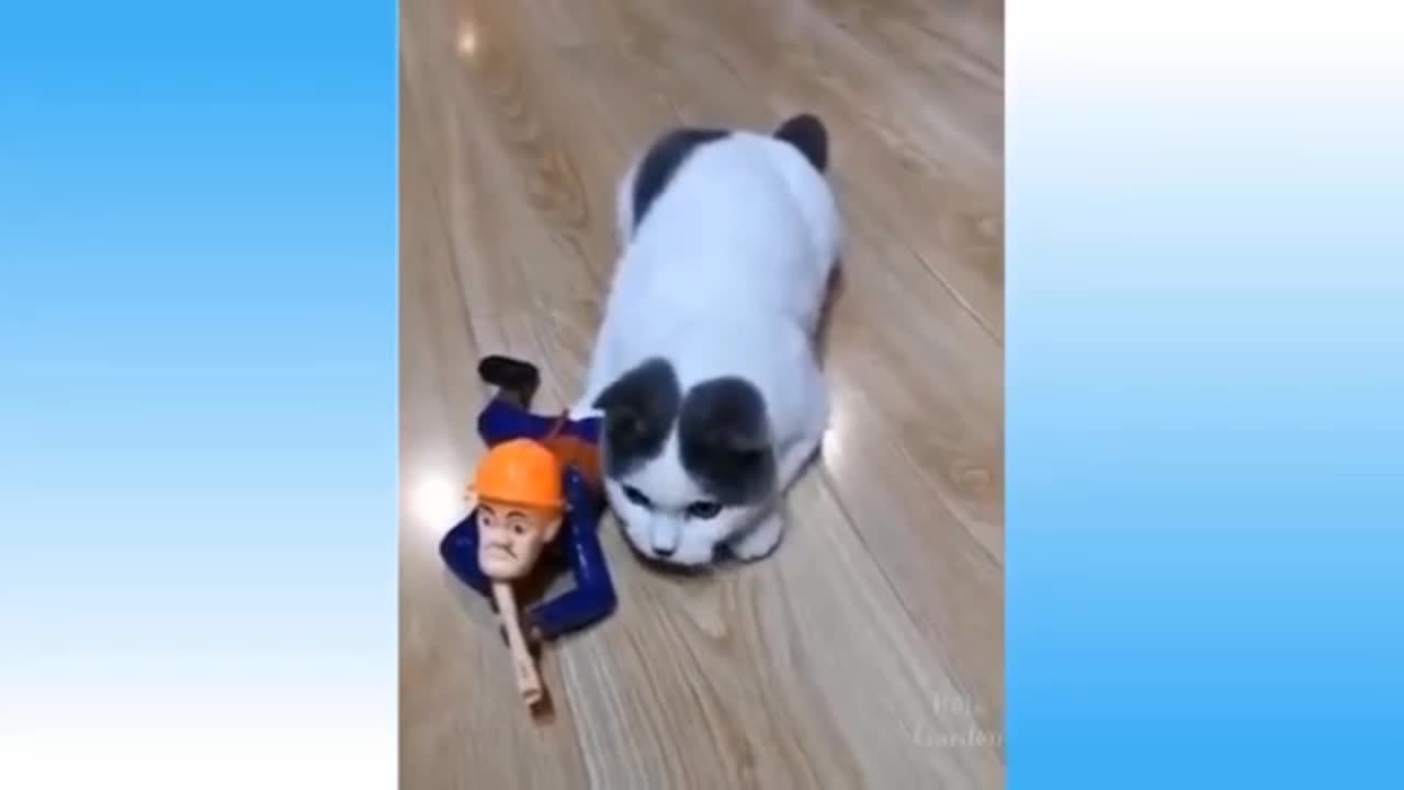 #catfunnyvideo.