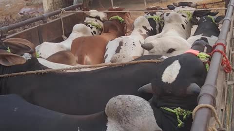 Eid Cow Purschased