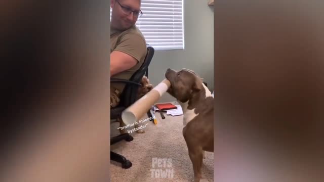Try not to laugh funniest dogs videos funny reaction