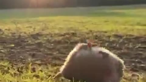 Hedgehog Rolls Down Slope at Sunset