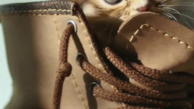 Funny Cat Hidden Inside The Shoes