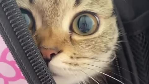 Cute cat 🥰🥰