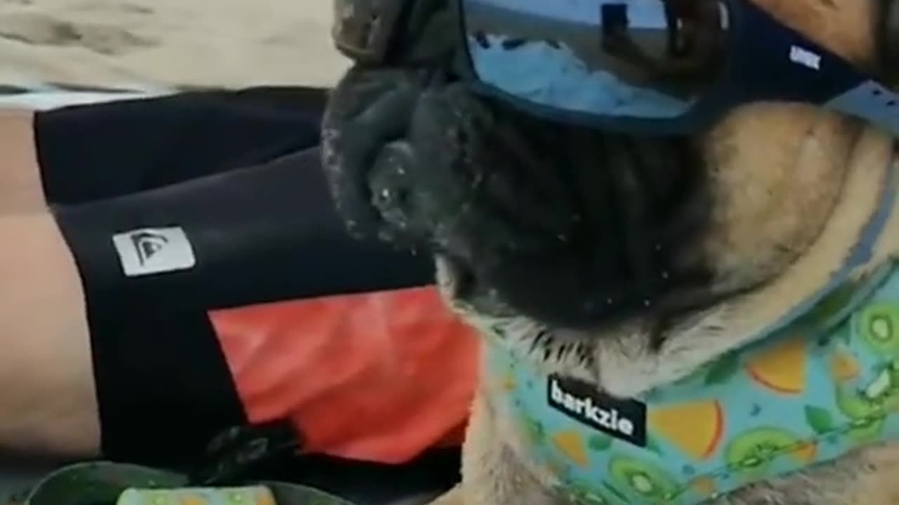 Funny animal