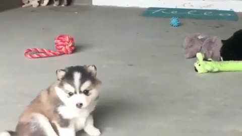 Husky’s funny daily life#husky #funny #dog