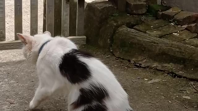 Aktivitas kucingku hari ini