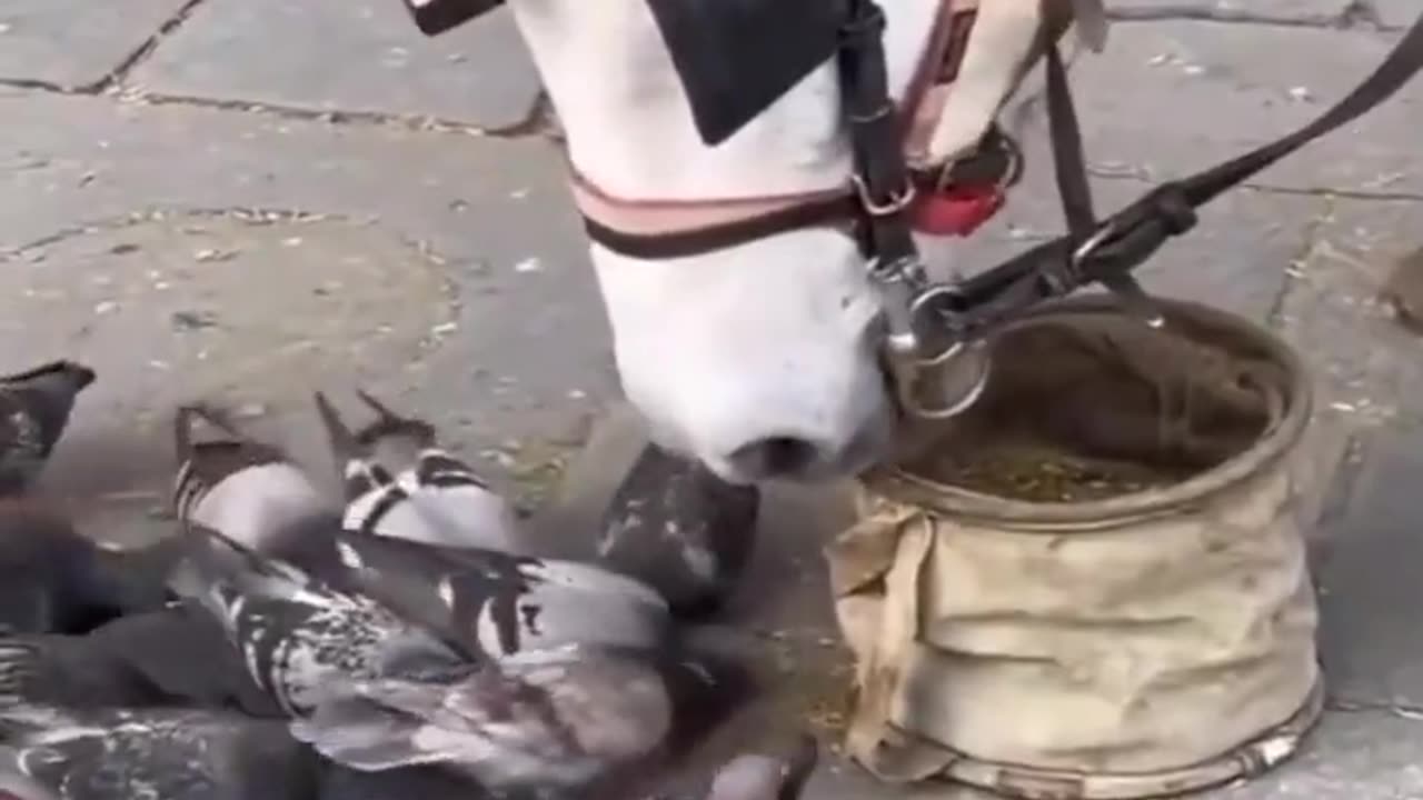 Horse shares his feed with the pigeons