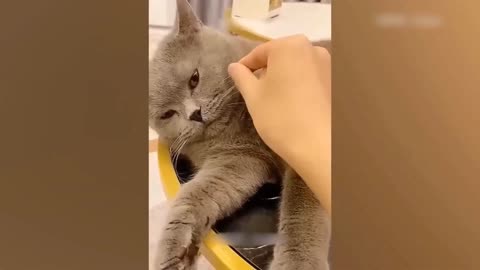 Funniest Animals 😂New Funny Cats and Dogs Videos 😻🐶