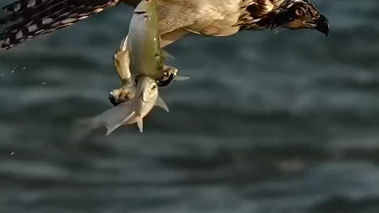 Osm Eagle 🦅 Attack 😱