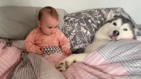 Baby Teases Husky In The Cutest Way!