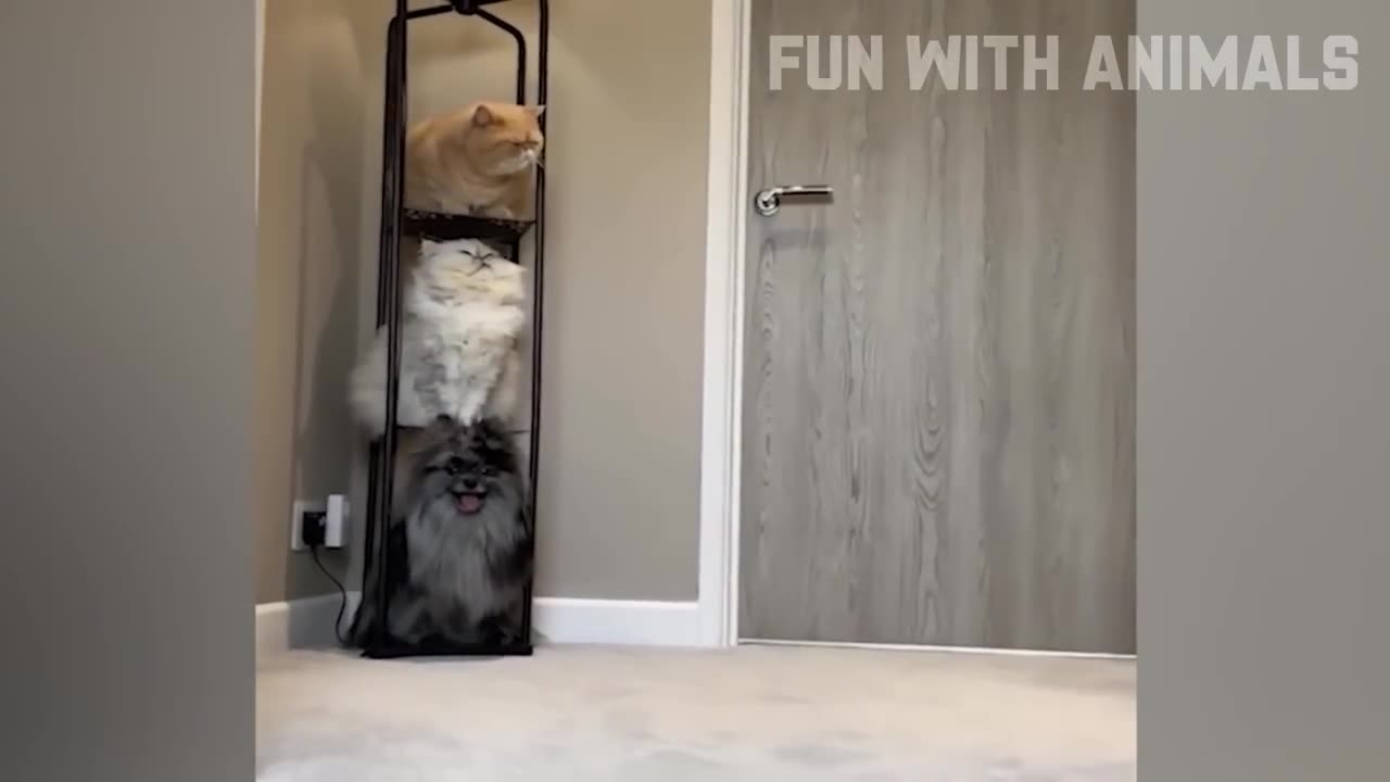 Funniest Cats And Dogs Video