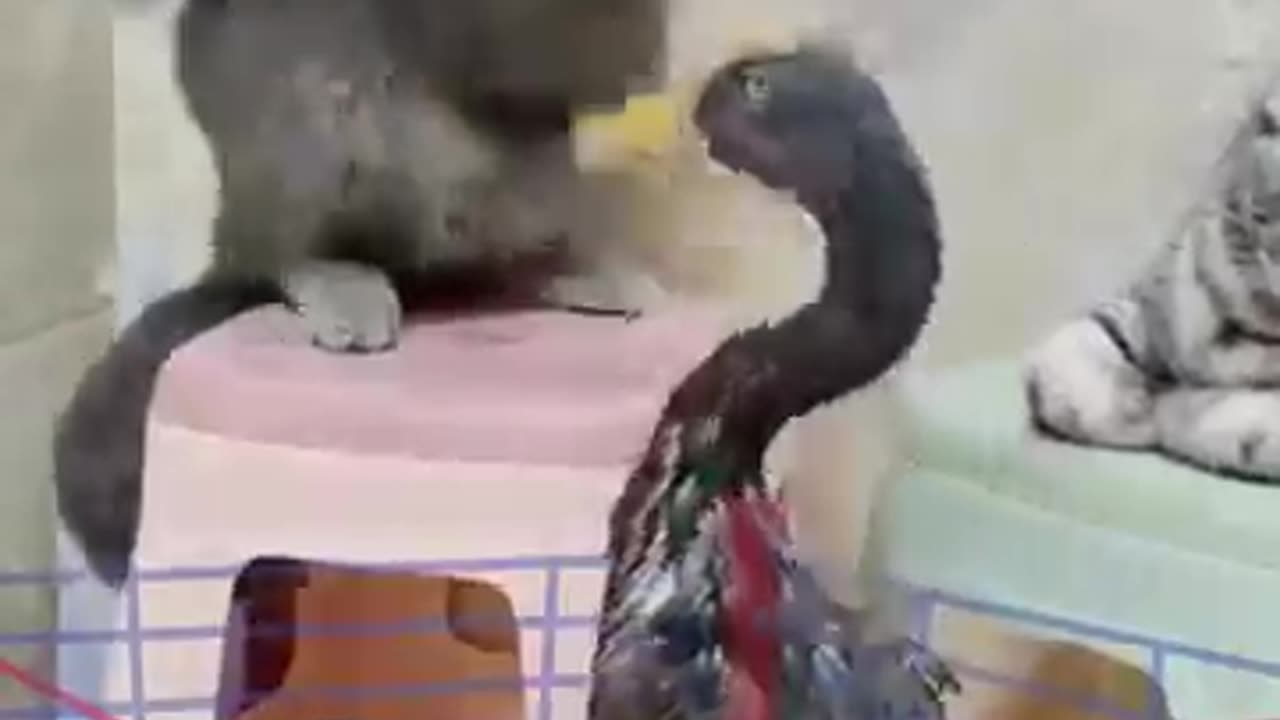 cute cat fight